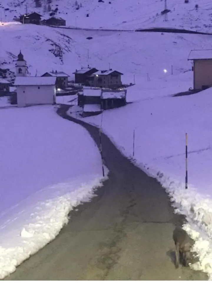 Appartamento Fausta Livigno 0*,